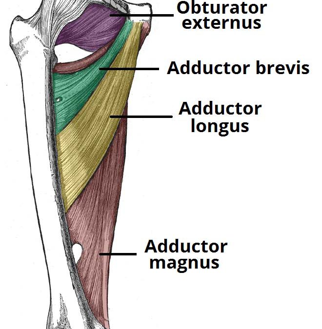 Adductor Strains in Soccer