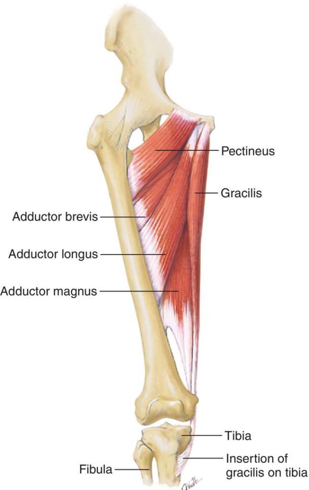 adductor-strains-in-soccer-mikestaropoli