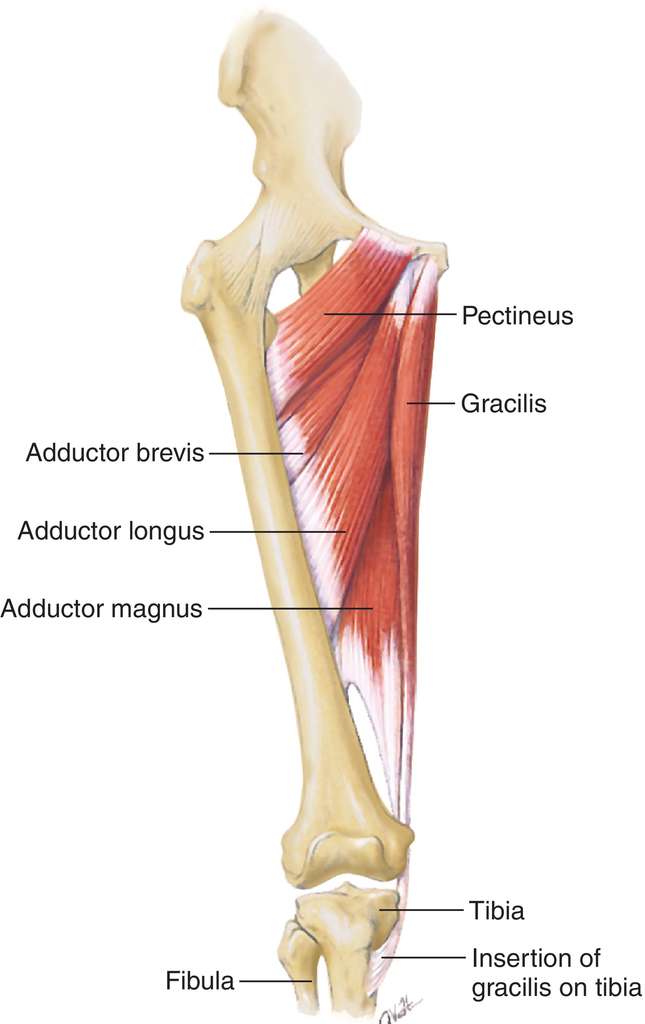 Adductor Magnus gracilis